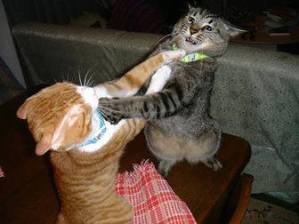Cat's Fighting